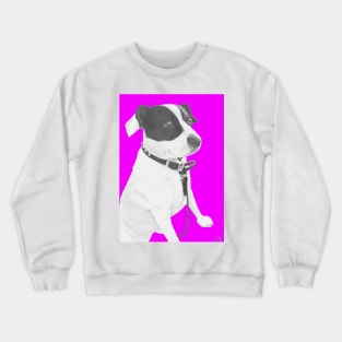 Jack Russell Crossbreed in Pink Crewneck Sweatshirt